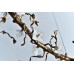 люстра BLBZ20 Copper (165 x 55 x 60) арт.20249
